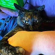 Nightshade joined the competition — help win amazing prizes! animal, bed, bite, blanket, cat, claws, close_up, colorful, cute, fabric, fur, green_box, hand, indoor, intense_eyes, nibble, paw, pet, resting, tortoiseshell_cat
