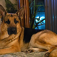 Biscuit joined the competition — help win amazing prizes! dog, german_shepherd, indoor, bed, bedspread, plant, window, blinds, animal, pet, fur, ears, paw, lying_down, relaxed, cozy, domestic, canine, portrait, mammal