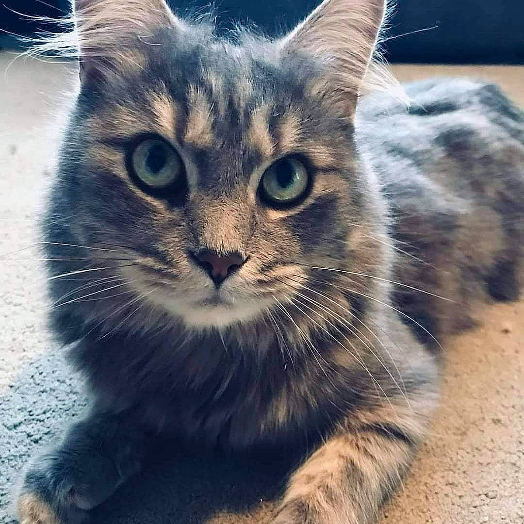 Huey joined the competition — help win amazing prizes! carnivore, cat, domestic_short_haired_cat, electric_blue, felidae, fur, grass, iris, mammal, paw, sky, small_to_medium_sized_cats, snout, square, terrestrial_animal, vertebrate, whiskers, wildlife, window