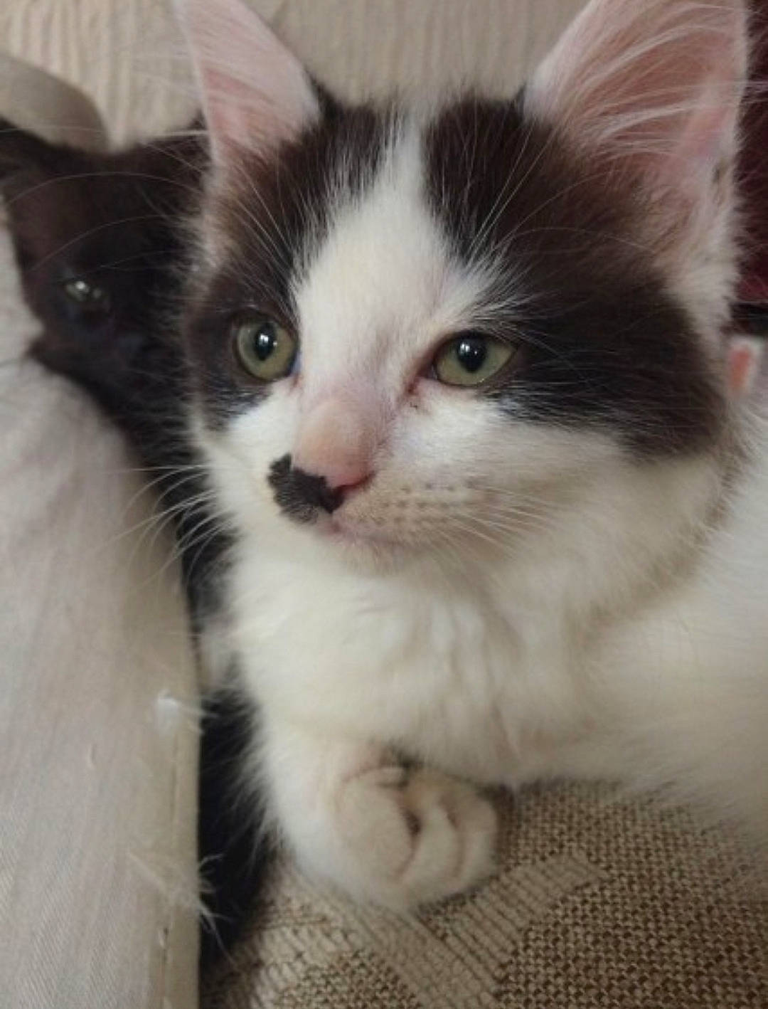 Moon joined the competition — help win amazing prizes! box, carnivore, cat, claw, domestic_short_haired_cat, eye, face, felidae, flooring, fur, hair, paw, sitting, small_to_medium_sized_cats, snout, tail, whiskers