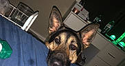 Izzy Mae Pierce is registered to the contest to win money with this photo: animal, bed, black, blanket, brown, curious, dog, drawer, ears, face, furniture, german_shepherd, glass, head, indoor, pet, resting, room, table, water_bottle