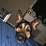 animal, bed, black, blanket, brown, curious, dog, drawer, ears, face, furniture, german_shepherd, glass, head, indoor, pet, resting, room, table, water_bottle