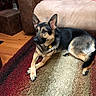 Izzy Mae Pierce joined the competition — help win amazing prizes! alert, animal, black, brown, canine, carpet, collar, dog, ears, fur, furniture, german_shepherd, indoor, living_room, paws, pet, resting, tag, tan, wood_floor
