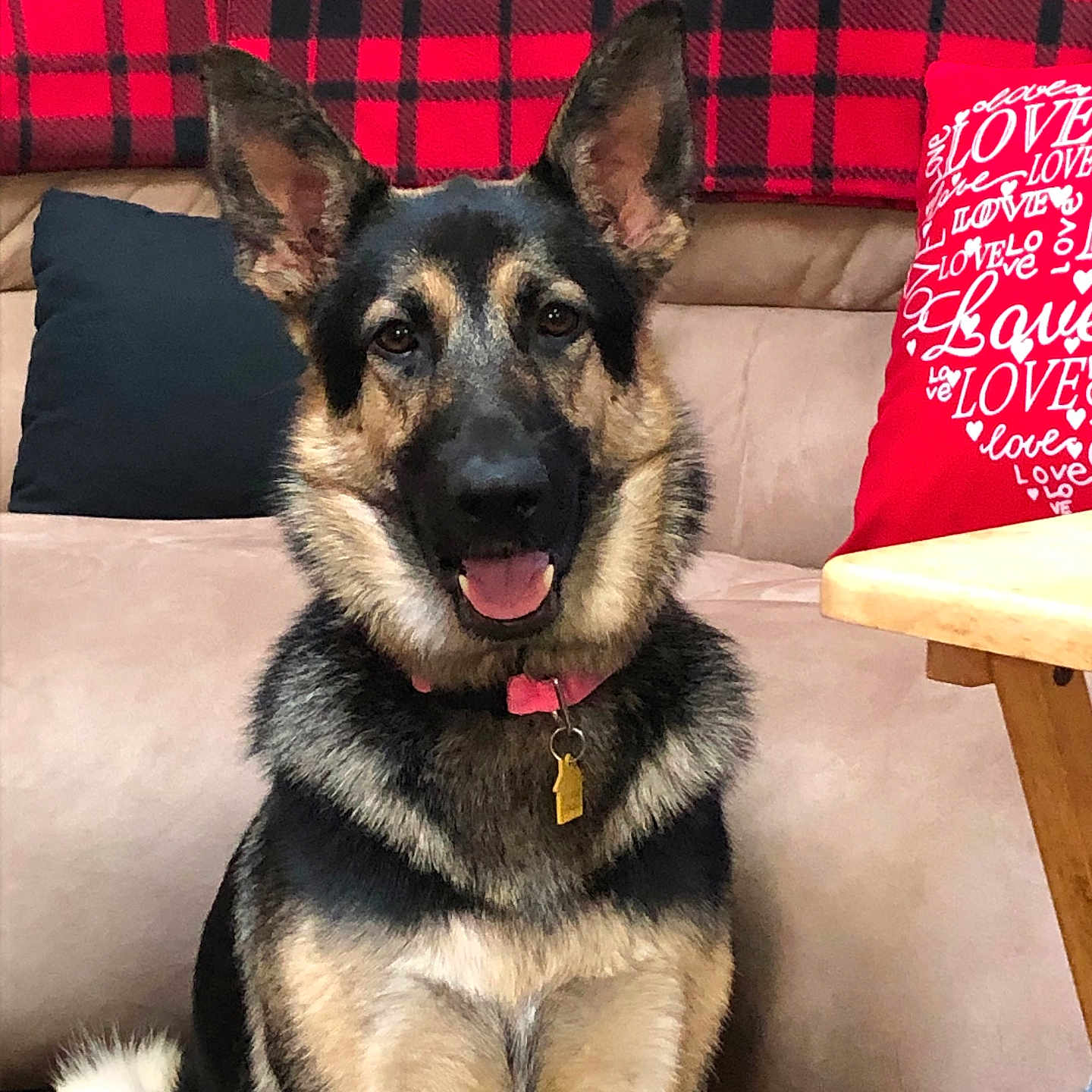 Izzy Mae Pierce is registered to the contest to win money with this photo: black, blanket, collar, couch, dog, ears, face, fur, furniture, german_shepherd, happy, home, indoor, pet, pillow, red, sitting, smiling, tag, tan