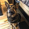 animal, bed, canine, carpet, cute, dog, domestic, ears, expression, floor, fur, furniture, german_shepherd, home, indoor, looking_up, muzzle, pet, sitting, smile