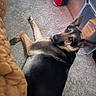 Izzy Mae Pierce joined the competition — help win amazing prizes! animal, black, blanket, brown, canine, carpet, companion, cozy, dog, ears_up, floor, fur, german_shepherd, home, indoor, laying_down, looking_back, pet, relaxed, storage_bin