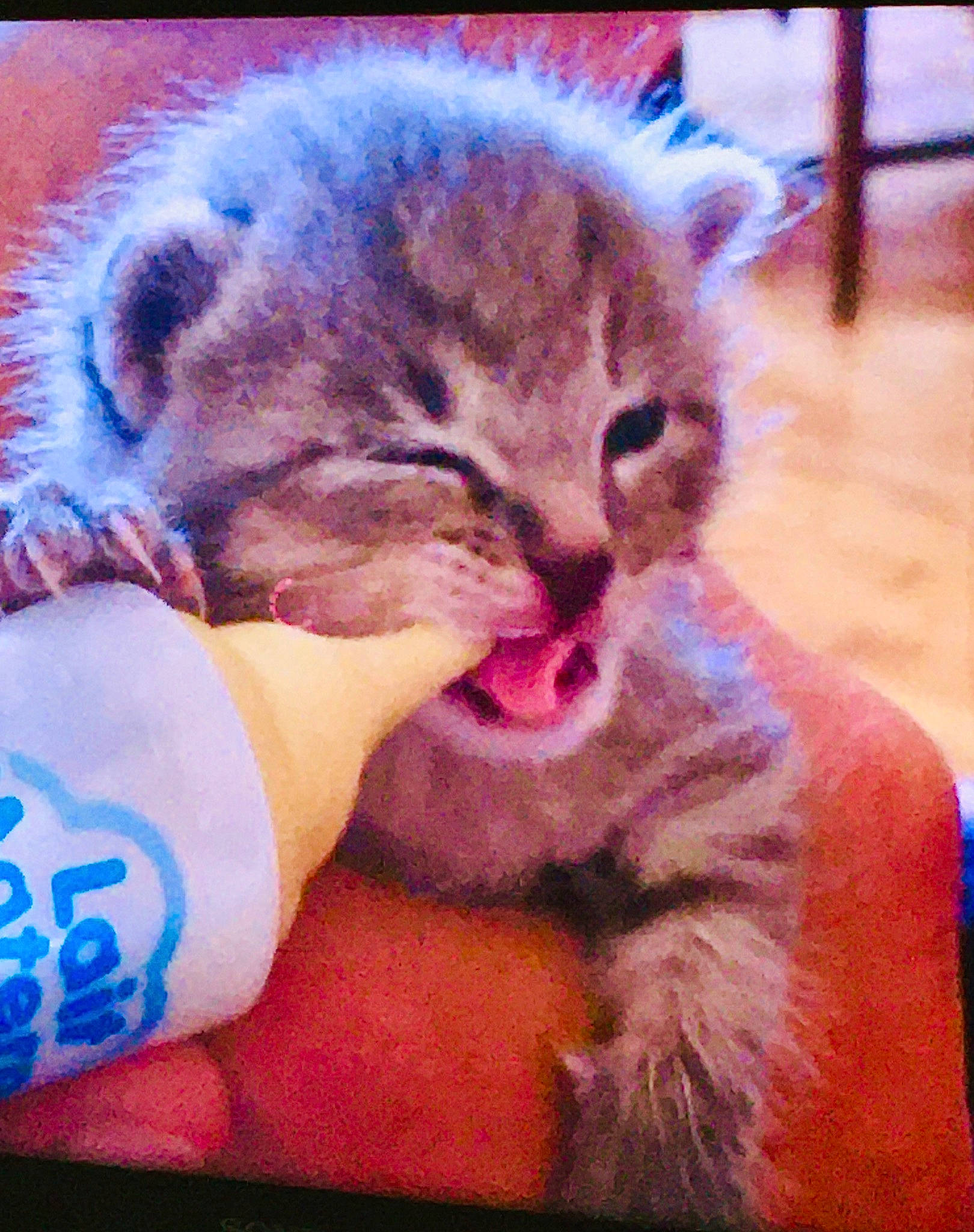 Gyzmo a rejoint le concours — aidez-le/la à gagner de superbes lots ! carnivore, cat, claw, comfort, domestic_short_haired_cat, ear, electronic_device, felidae, fur, gesture, human_leg, nail, paw, photo_caption, selfie, small_to_medium_sized_cats, snout, square, vertebrate, whiskers