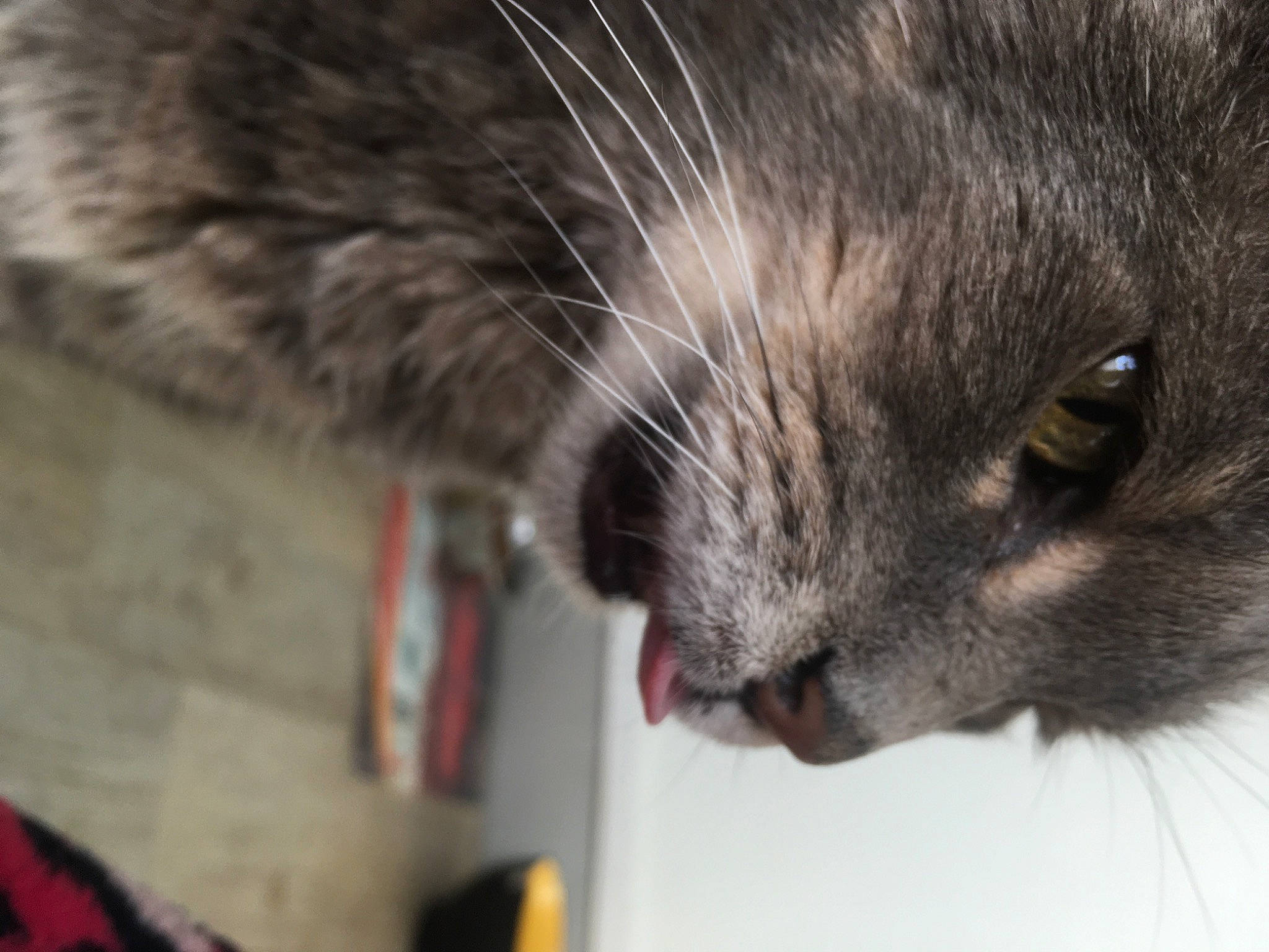 Comète participe au concours pour gagner de l'argent avec cette photo : black_cat, carnivore, cat, domestic_short_haired_cat, ear, felidae, fur, paw, small_to_medium_sized_cats, snout, terrestrial_animal, whiskers