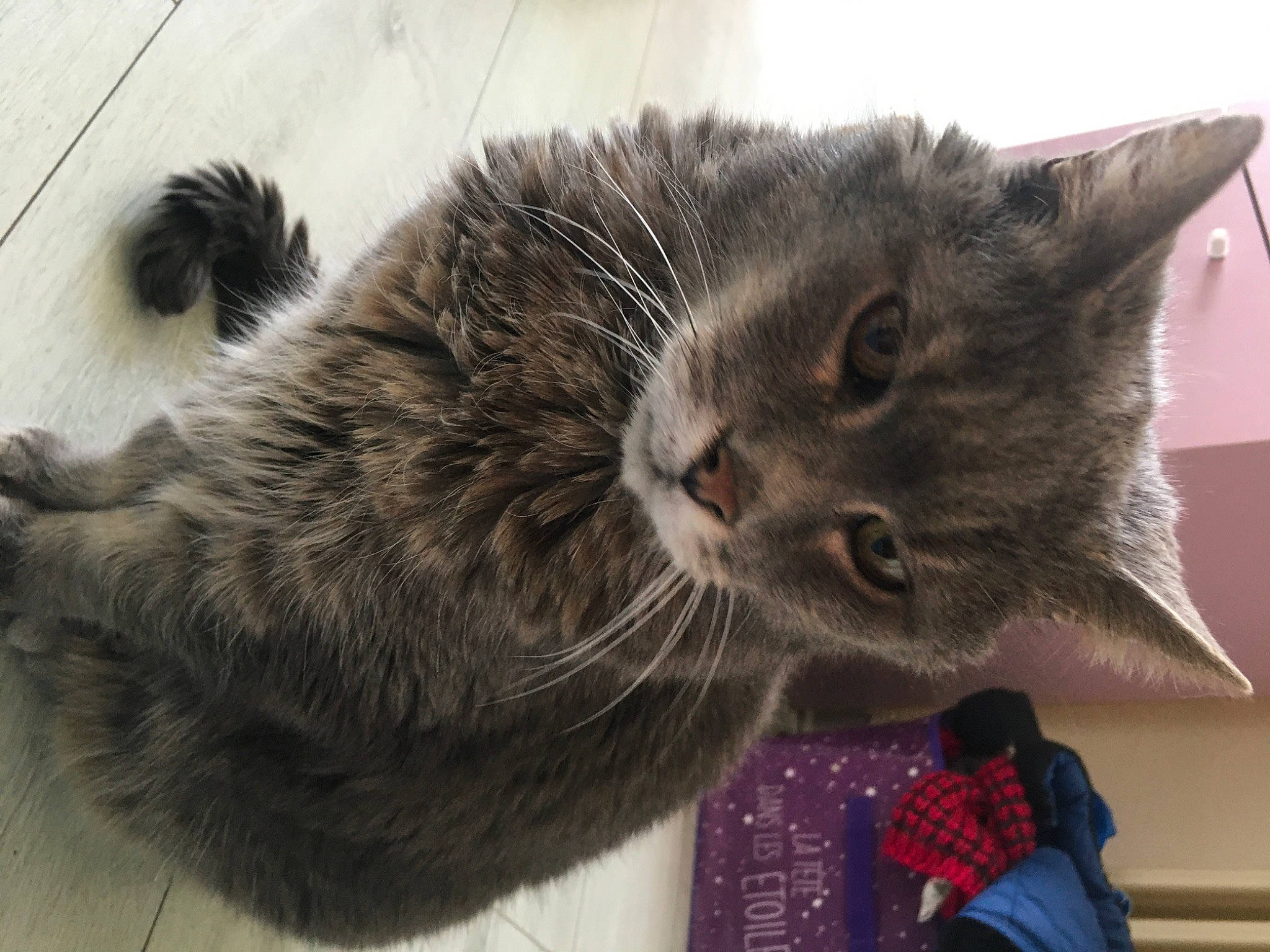 Comète participe au concours pour gagner de l'argent avec cette photo : backpack, carnivore, cat, chartreux, claw, comfort, domestic_short_haired_cat, ear, felidae, fur, grey, luggage_and_bags, paw, small_to_medium_sized_cats, snout, tail, terrestrial_animal, whiskers