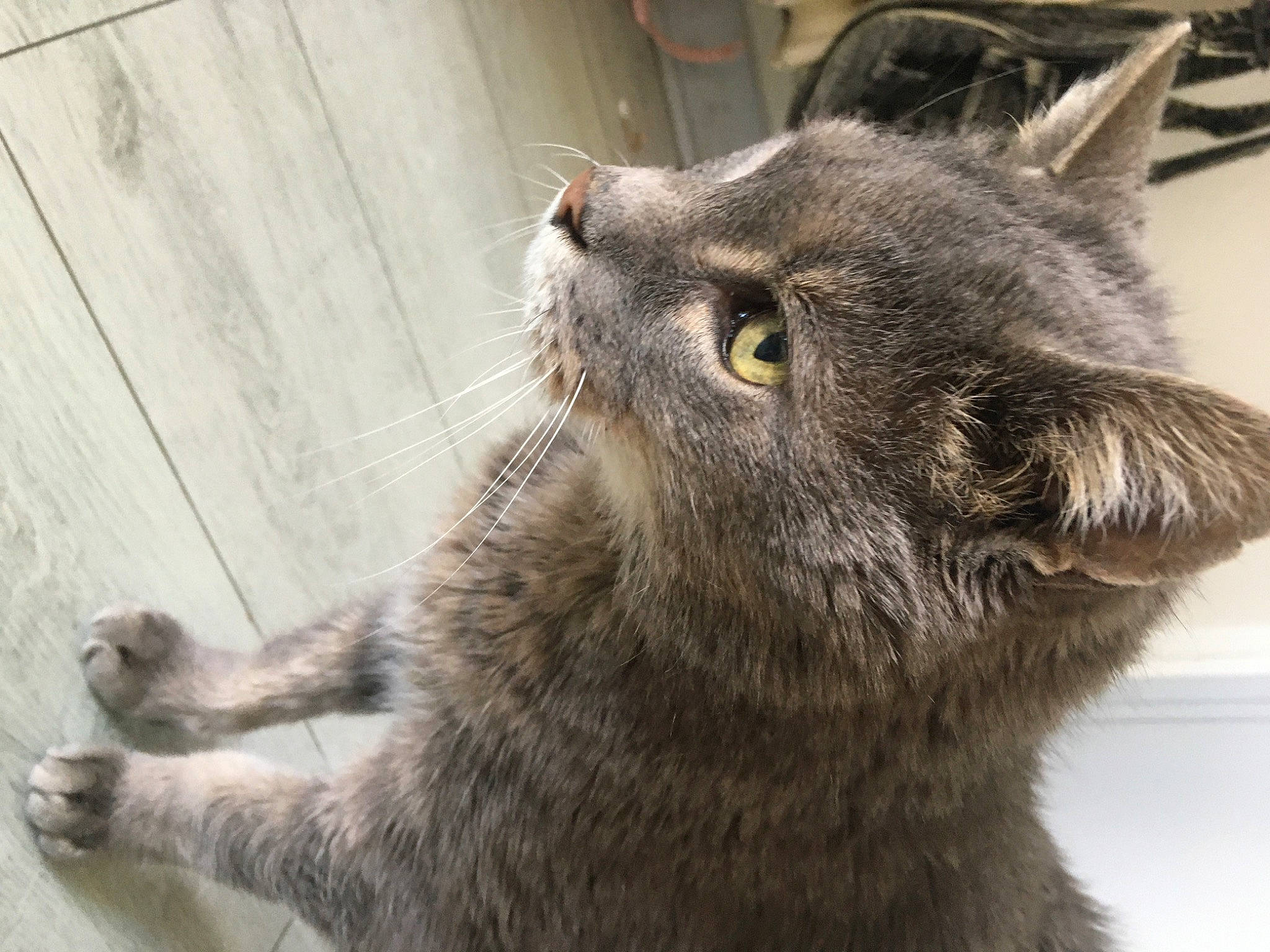 Comète participe au concours pour gagner de l'argent avec cette photo : carnivore, cat, claw, domestic_short_haired_cat, ear, felidae, fur, grey, small_to_medium_sized_cats, snout, tail, terrestrial_animal, whiskers