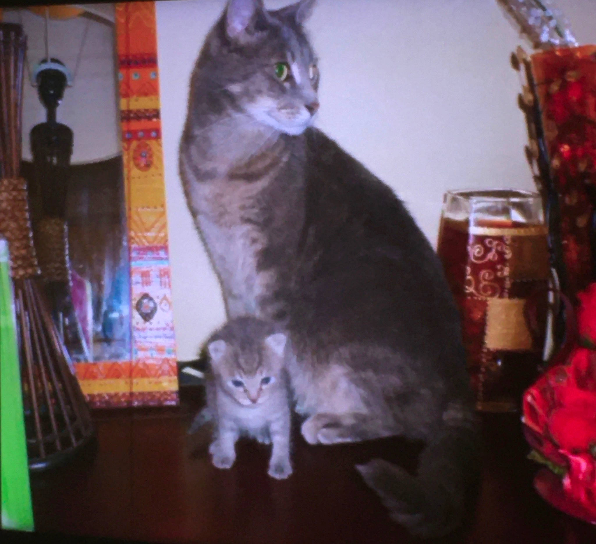 Comète participe au concours pour gagner de l'argent avec cette photo : carnivore, cat, darkness, domestic_short_haired_cat, felidae, fur, paw, photo_caption, plant, room, sitting, small_to_medium_sized_cats, snout, tail, whiskers, window