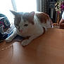Happy participe au concours pour gagner de l'argent avec cette photo : cat, indoor, table, white, orange, pet, feline, relaxed, window, natural_light, wooden_surface, domestic, animal, home, resting, closeup, furniture, decor, plant, casual
