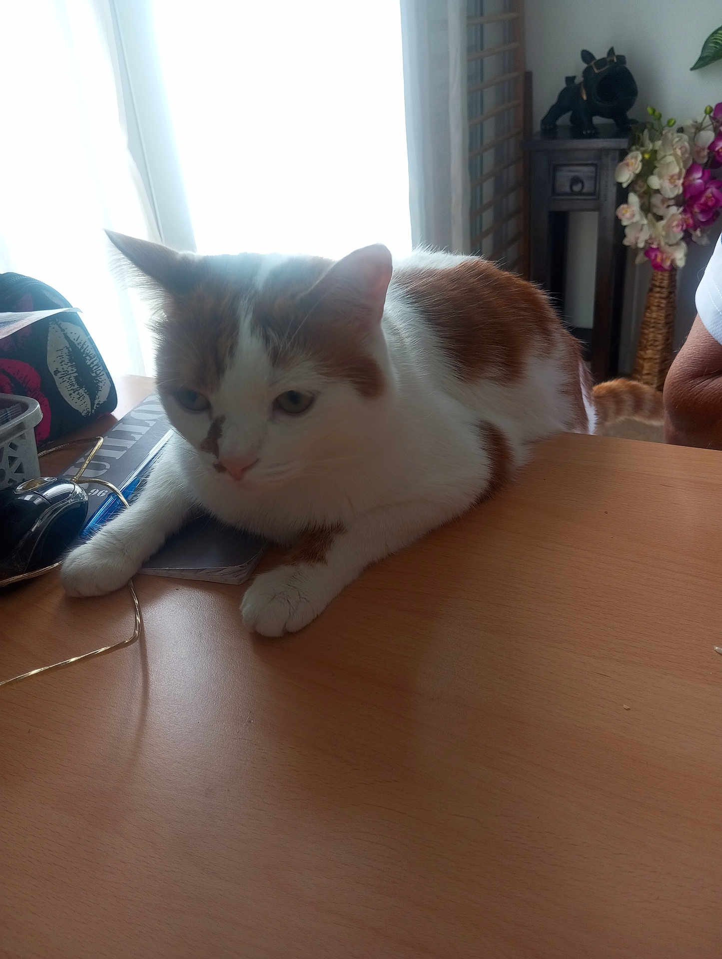 Happy participe au concours pour gagner de l'argent avec cette photo : cat, indoor, table, white, orange, pet, feline, relaxed, window, natural_light, wooden_surface, domestic, animal, home, resting, closeup, furniture, decor, plant, casual