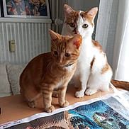 Happy participe au concours pour gagner de l'argent avec cette photo : cat, orange_tabby, white_cat, pets, indoor, table, diamond_painting, artwork, window, curtain, framed_picture, furniture, animal, cute, fur, whiskers, ears, sitting, domestic, companion
