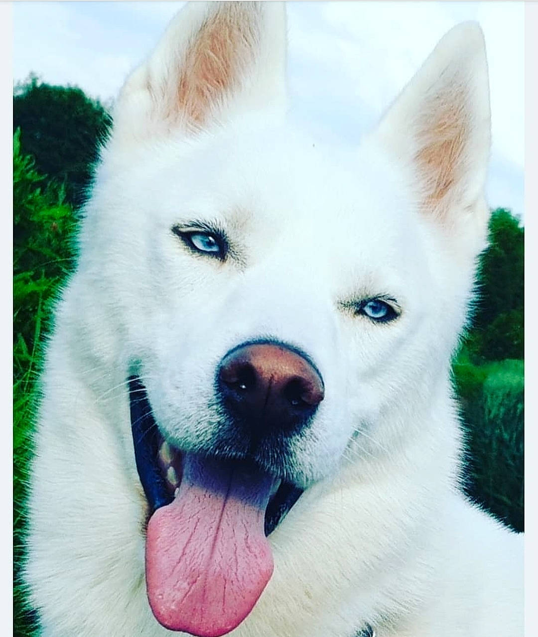 Shadow a rejoint le concours — aidez-le/la à gagner de superbes lots ! akita, ancient_dog_breeds, berger_blanc_suisse, canaan_dog, canidae, carnivore, dog, dog_breed, kintamani, kishu, korean_jindo_dog, mammal, non_sporting_group, nose, pungsan_dog, rare_breed_dog, siberian_husky, snout, vertebrate, white_shepherd