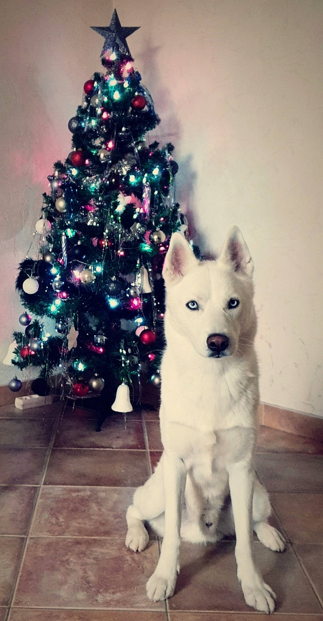 Shadow participe au concours pour gagner de l'argent avec cette photo : akita, ancient_dog_breeds, berger_blanc_suisse, canadian_eskimo_dog, canidae, carnivore, christmas_decoration, christmas_tree, dog, dog_breed, kishu, korean_jindo_dog, mammal, norwegian_buhund, rare_breed_dog, sakhalin_husky, siberian_husky, tree, vertebrate, white_shepherd
