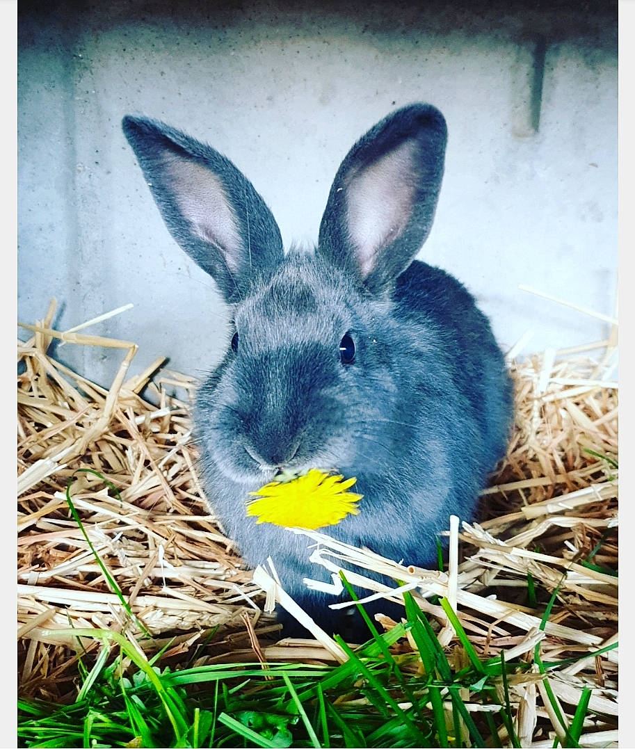Comète Et Saphir a rejoint le concours — aidez-le/la à gagner de superbes lots ! adaptation, domestic_rabbit, ear, easter_bunny, grass, hare, organism, plant, rabbit, rabbits_and_hares, wildlife, wood_rabbit