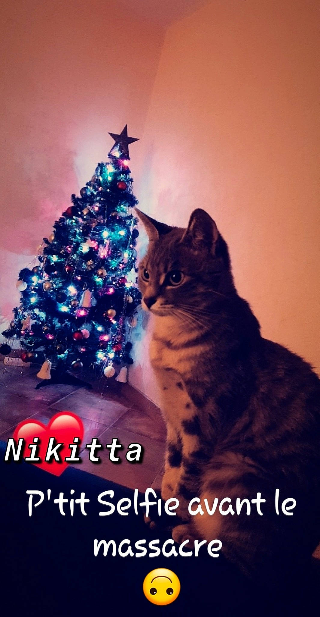 Nikitta participe au concours pour gagner de l'argent avec cette photo : asian, california_spangled, carnivore, cat, christmas, christmas_eve, christmas_tree, domestic_short_haired_cat, european_shorthair, event, felidae, organism, photo_caption, photography, sky, small_to_medium_sized_cats, snout, tabby_cat, tree, whiskers
