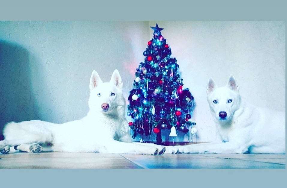 Miya a rejoint le concours — aidez-le/la à gagner de superbes lots ! berger_blanc_suisse, canadian_eskimo_dog, canidae, carnivore, dog, dog_breed, mammal, rare_breed_dog, sakhalin_husky, siberian_husky, vertebrate, white_shepherd