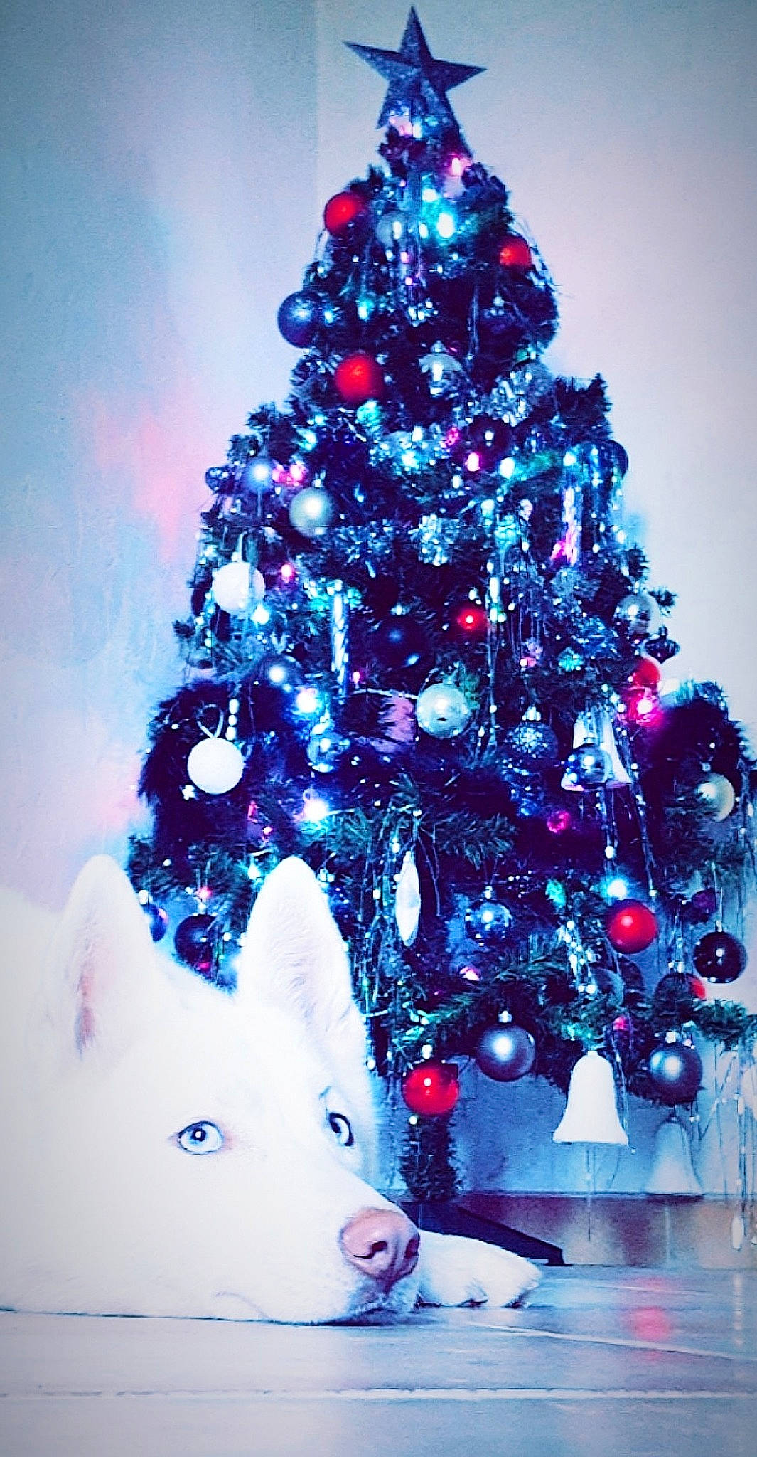 Miya a rejoint le concours — aidez-le/la à gagner de superbes lots ! blue, branch, christmas, christmas_decoration, christmas_eve, christmas_lights, christmas_ornament, christmas_tree, colorado_spruce, conifer, fir, illustration, interior_design, pine, pine_family, plant, spruce, tree, winter, woody_plant