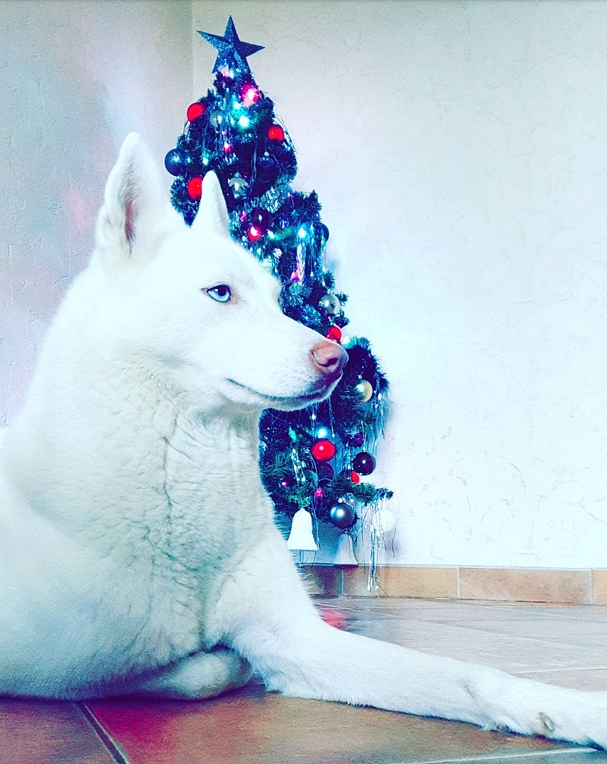 Miya a rejoint le concours — aidez-le/la à gagner de superbes lots ! berger_blanc_suisse, canidae, carnivore, companion_dog, dog, dog_breed, kishu, non_sporting_group, rare_breed_dog, sakhalin_husky, samoyed, siberian_husky, whiskers, white_shepherd