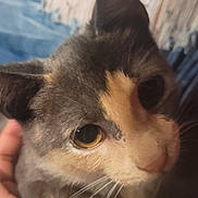 Zuleica is registered to the contest to win money with this photo: cat, close_up, pet, animal, feline, yellow_eyes, gray_fur, cream_fur, whiskers, hand, holding, indoor, blurred_background, curious, cute, soft_texture, portrait, domestic_animal, face, ears