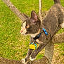 Zuleica is registered to the contest to win money with this photo: cat, tree, branch, grass, outdoor, collar, tag, pet, animal, curious, soccer_ball, greenery, nature, playing, feline, young_cat, paw, looking, daylight, yard