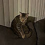 Sadie joined the competition — help win amazing prizes! animal, cat, cozy, curious, cushion, domestic, ears, furniture, indoor, looking, mammal, pet, resting, shadow, sofa, striped, tabby, tail, vertical_blinds, whiskers