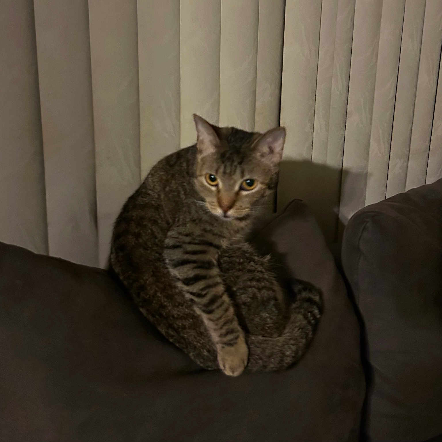 Sadie joined the competition — help win amazing prizes! animal, cat, cozy, curious, cushion, domestic, ears, furniture, indoor, looking, mammal, pet, resting, shadow, sofa, striped, tabby, tail, vertical_blinds, whiskers