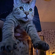Sadie joined the competition — help win amazing prizes! animal, cat, close_up, curtains, domestic, ears, eyes, furniture, hand, holding, indoor, lamp, mammal, paws, person, pet, room, stretching, tabby_cat, whiskers