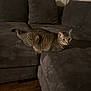 Sadie is registered to the contest to win money with this photo: alert, animal, cat, couch, cozy, curtains, domestic_animal, feline, furniture, gray, home, indoor, living_room, pet, quiet, relaxing, resting, seating, tabby, wood_floor