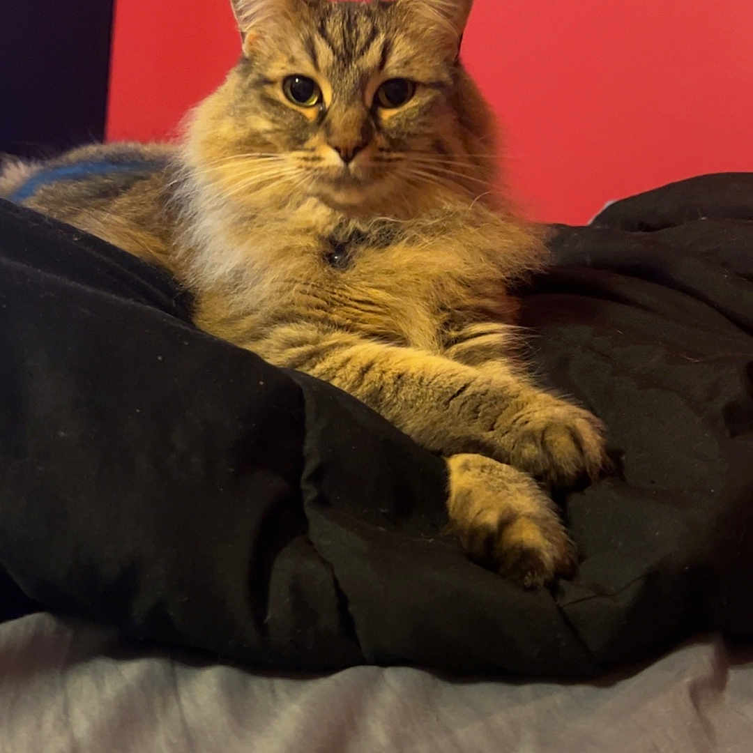 Luna is registered to the contest to win money with this photo: abyssinian, angora, animal, blanket, brasssection, cat, computer, couch, electronics, furniture, hardwood, homedecor, kitten, laptop, manx, musicalinstrument, pc, pet, siamese, wood