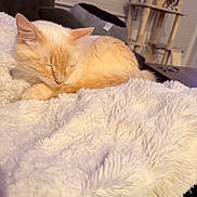 Popcorn joined the competition — help win amazing prizes! animal, blanket, cat, cat_tree, comfortable, cozy, cream_colored, cushion, domestic, feline, fluffy, fur, furniture, indoor, pet, quiet, relaxation, resting, sleeping, soft_texture