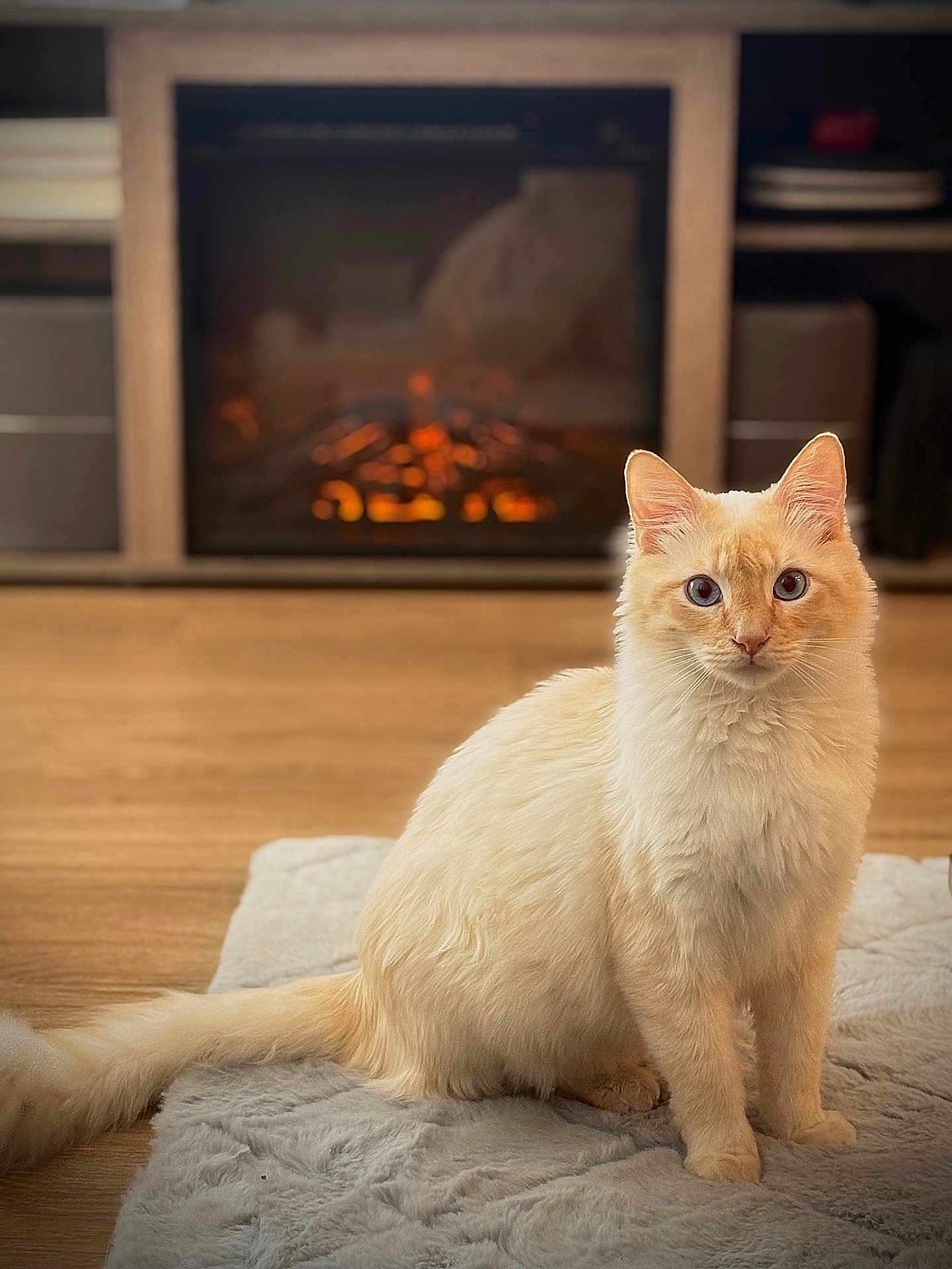 Popcorn joined the competition — help win amazing prizes! cat, cream_colored, blue_eyes, fluffy, sitting, rug, fireplace, wood_floor, indoor, cozy, warm_lighting, pet, feline, domestic_cat, relaxed, home_interior, animal, looking_at_camera, close_up, portrait
