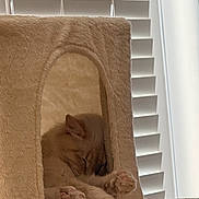 Popcorn joined the competition — help win amazing prizes! cat, sleeping, cat_condo, paws, beige, window_blinds, indoor, pet, feline, cozy, resting, cute, animal, fur, domestic, quiet, home, relaxation, soft, paw_pads