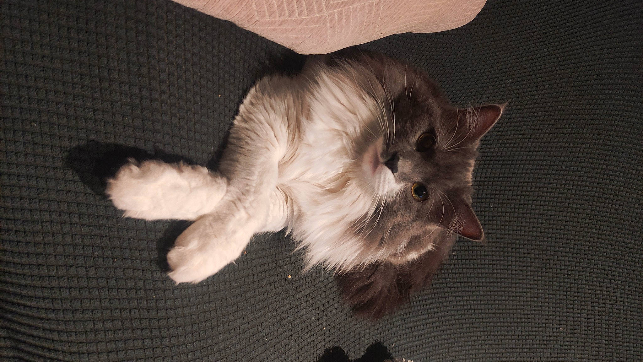 Shelby a rejoint le concours — aidez-le/la à gagner de superbes lots ! balinese, canidae, carnivore, cat, claw, comfort, dog_breed, domestic_short_haired_cat, ear, eye, fawn, felidae, fur, nap, paw, small_to_medium_sized_cats, tail, terrestrial_animal, whiskers