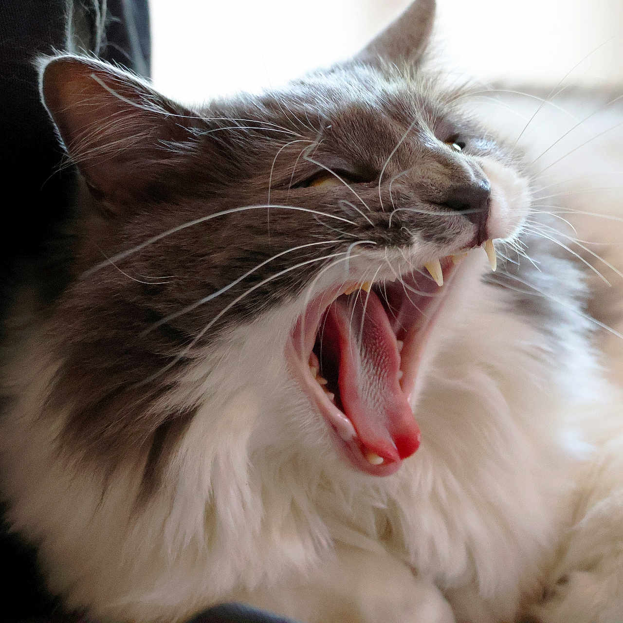Shelby a rejoint le concours — aidez-le/la à gagner de superbes lots ! animal, cat, closeup, cute, domestic_cat, feline, fluffy, fur, indoor, mouth_open, pet, pink_tongue, portrait, relaxed, sleepy, soft, teeth, tongue, whiskers, yawning