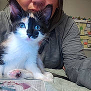 Mrs Avery is registered to the contest to win money with this photo: bed, blanket, blue_eyes, cat, close_up, curious, cute, domestic_animal, face, feline, fur, hoodie, indoor, kitten, paw, person, pet, room, table, whiskers