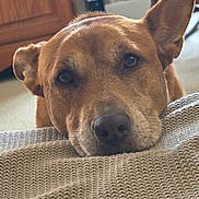 Honey joined the competition — help win amazing prizes! dog, close_up, face, ears, brown_coat, blanket, knitted, resting, indoor, furniture, wood, carpet, pet, animal, cute, calm, relaxed, portrait, looking, canine