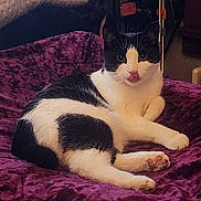 Boops is registered to the contest to win money with this photo: animal, black_and_white, cat, cozy, curious, cute, domestic_cat, feline, fur, home, indoor, looking, paw, pet, purple_blanket, relaxed, resting, soft_texture, tongue_out, whiskers