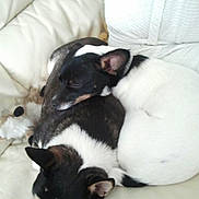 Alaska is registered to the contest to win money with this photo: animal, black_and_white, close_up, companions, couch, cozy, cute, dog, domestic, friendship, fur, indoor, laying, pets, relaxed, resting, sleeping, snuggle, soft, two_dogs