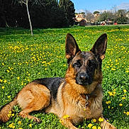 Molly participe au concours pour gagner de l'argent avec cette photo : dog, german_shepherd, grass, flowers, yellow_flowers, outdoor, nature, sunlight, greenery, animal, pet, collar, lying_down, field, trees, sky, daylight, canine, park, relaxed