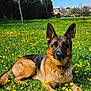 dog, german_shepherd, grass, flowers, yellow_flowers, outdoor, nature, sunlight, greenery, animal, pet, collar, lying_down, field, trees, sky, daylight, canine, park, relaxed