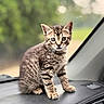 cat, kitten, tabby, animal, pet, sitting, dashboard, car, vehicle, indoor, automotive, fur, striped_fur, whiskers, ears, eyes, portrait, bokeh, greenery, cute
