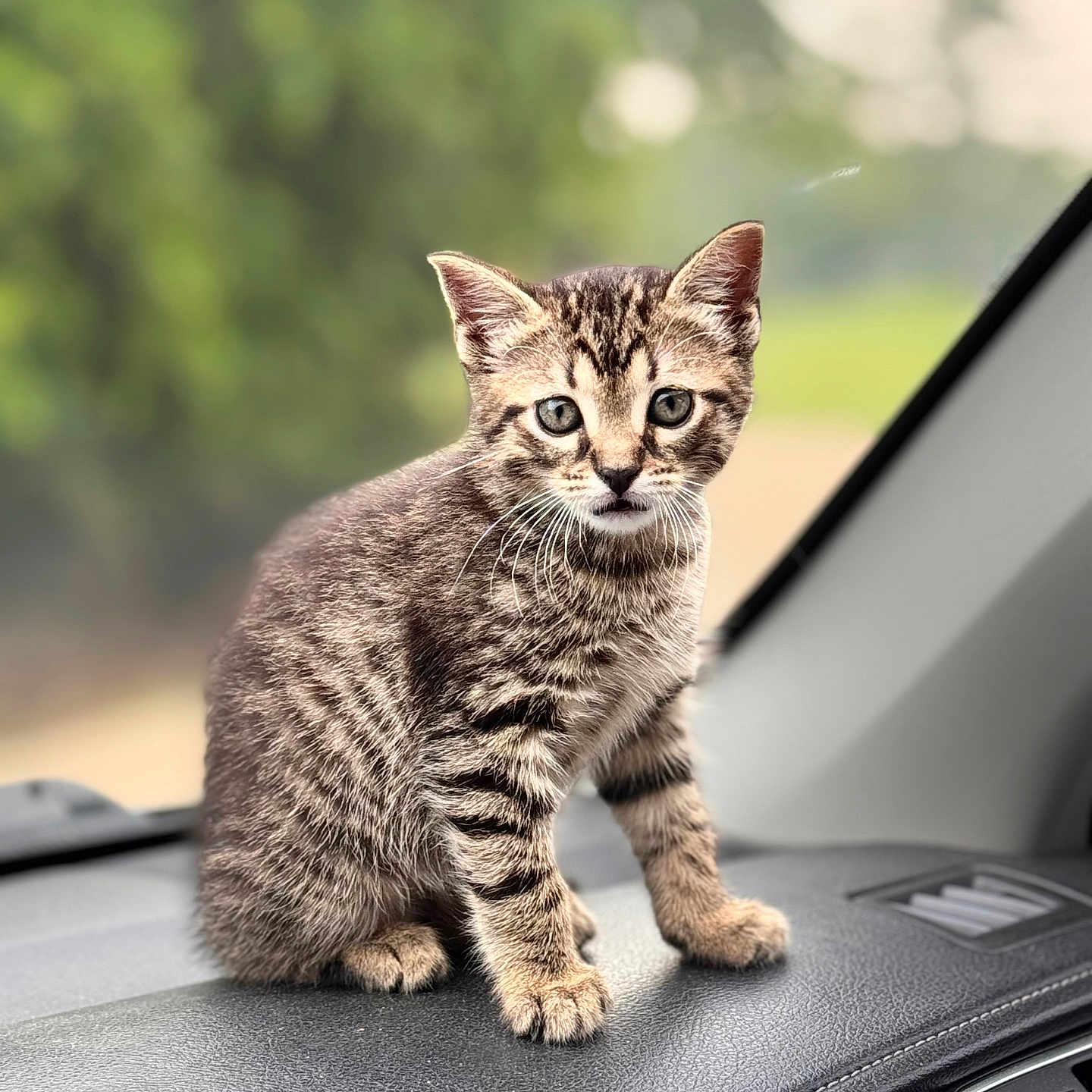 Allie is registered to the contest to win money with this photo: cat, kitten, tabby, animal, pet, sitting, dashboard, car, vehicle, indoor, automotive, fur, striped_fur, whiskers, ears, eyes, portrait, bokeh, greenery, cute