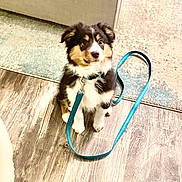 Ali is registered to the contest to win money with this photo: puppy, dog, leash, blue_leash, indoor, floor, wooden_floor, carpet, pet, animal, cute, small_dog, sitting, fur, black_and_white, brown, ears, collar, domestic_animal, young_dog