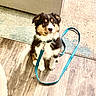 animal, black_and_white, blue_leash, brown, carpet, collar, cute, dog, domestic_animal, ears, floor, fur, indoor, leash, pet, puppy, sitting, small_dog, wooden_floor, young_dog