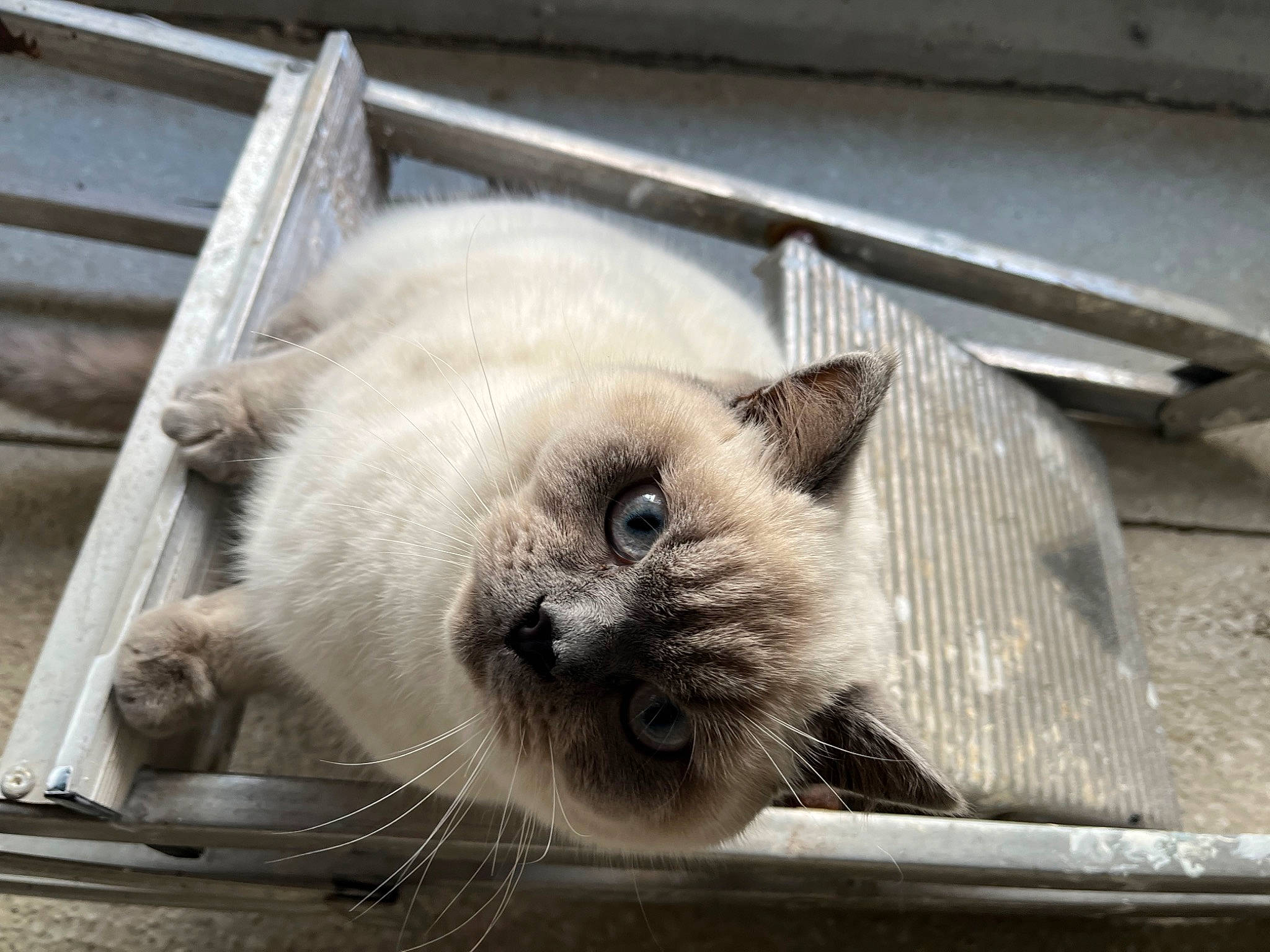 Kasper joined the competition — help win amazing prizes! birman, carnivore, cat, claw, fawn, felidae, fur, paw, siamese, small_to_medium_sized_cats, snout, tail, terrestrial_animal, thai, whiskers, window, wood