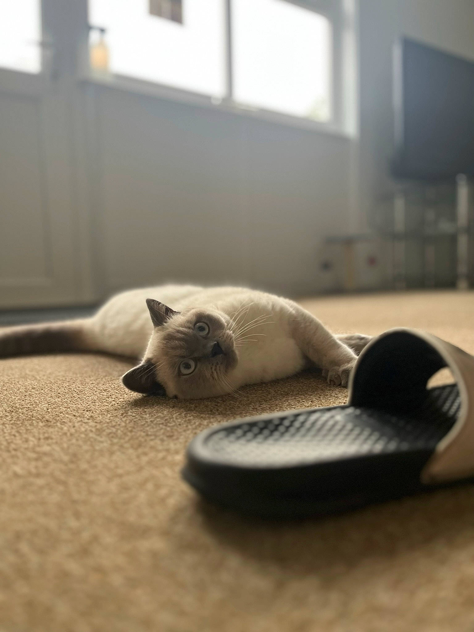 Kasper is registered to the contest to win money with this photo: carnivore, cat, comfort, fawn, felidae, floor, flooring, foot, fur, grey, hardwood, human_leg, paw, room, small_to_medium_sized_cats, snout, tail, whiskers, window, wood