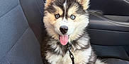 Leia is registered to the contest to win money with this photo: animal, blue_eyes, car_seat, companion, cute, dog, domestic_animal, fluffy, fur, happy, husky, inside, leash, pet, playful, puppy, sitting, tongue_out, vehicle_interior, young